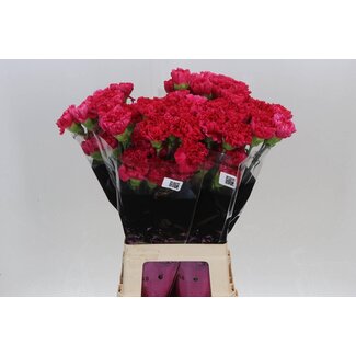 Freshy Œillet long “Bizet” | Couleur: Rouge | Longueur ± 70 centimeter | Par 20 fleurs fraîches