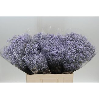 Freshy Gypsophila Schleierkraut “Million Milka” Farbbehandelt | Farbe: Milka-lila | Länge ± 60 centimeter | Pro 25 Stielen frische Blumen