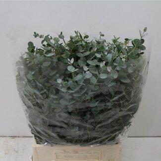 Freshy Eucalyptus Gunnii Short | Kleur: Groen | Lengte ± 40 centimeter | Per 5 bossen