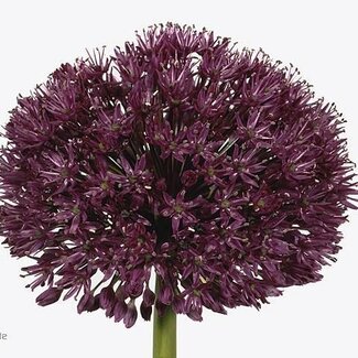 Freshy Allium Sierui “Afl Purper Se” | Kleur: Paars | Lengte ± 75 centimeter | Per 20 stelen verse bloemen