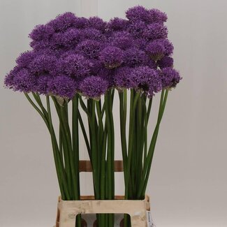 Freshy Allium Sierui “Gladiator” | Colour: Purple | Length ± 80 centimetre | Per 10 stems fresh flowers
