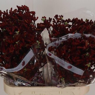 Freshy Anigozanthos “Early Lente” | Kleur: Rood | Lengte ± 80 centimeter | Per 20 verse bloemen