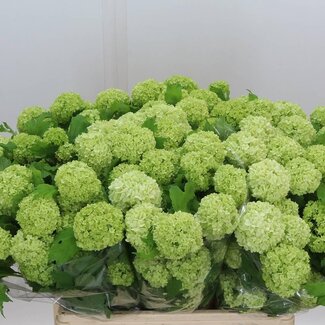 Freshy Viburnum Sneeuwbal 4 Kop | Kleur: Wit | Lengte ± 60 centimeter | Per 10 verse bloemen