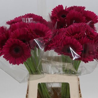 Freshy Gerbera “Passoa” | Kleur: Rood | Lengte ± 65 centimeter | Per 10 verse bloemen