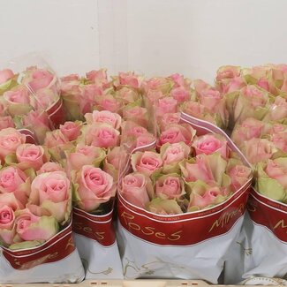 Freshy Rozen “Belle Rose” | Kleur: Roze | Lengte ± 50 centimeter | Per 10 rozen