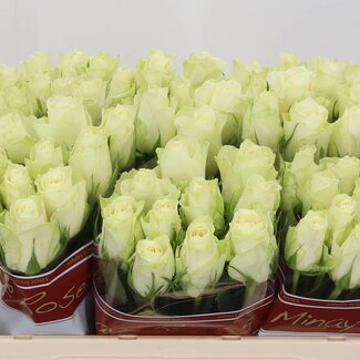 Freshy Rozen “Athena” | Kleur: Wit | Lengte ± 50 centimeter | Per 20 rozen