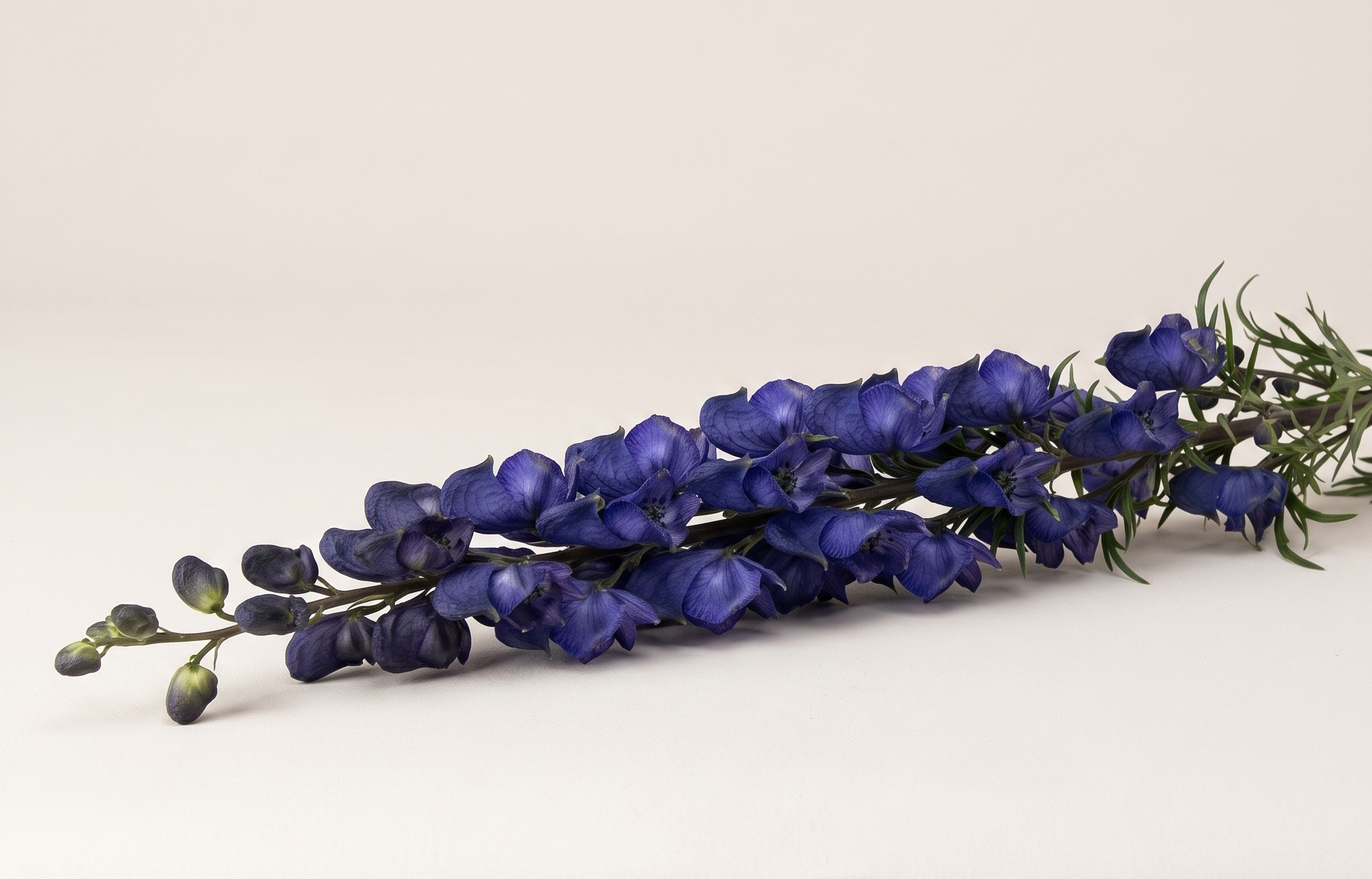 Aconitum (Monkshood): Majestic flower | MyFlowers.shop