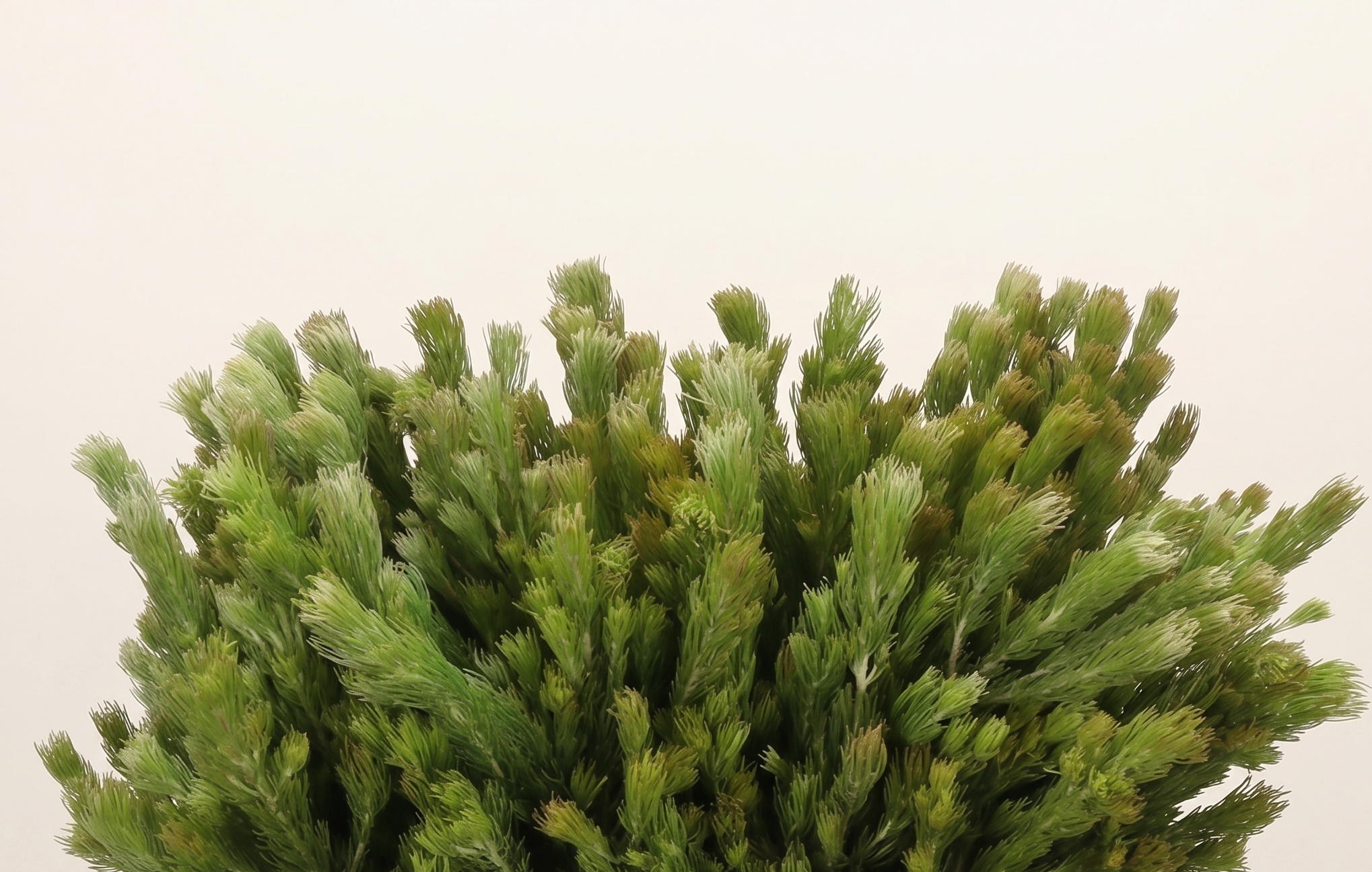 Adenanthos : Verdure Douce & Botanique | MyFlowers.shop