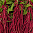 Amaranthus (Amaranth)