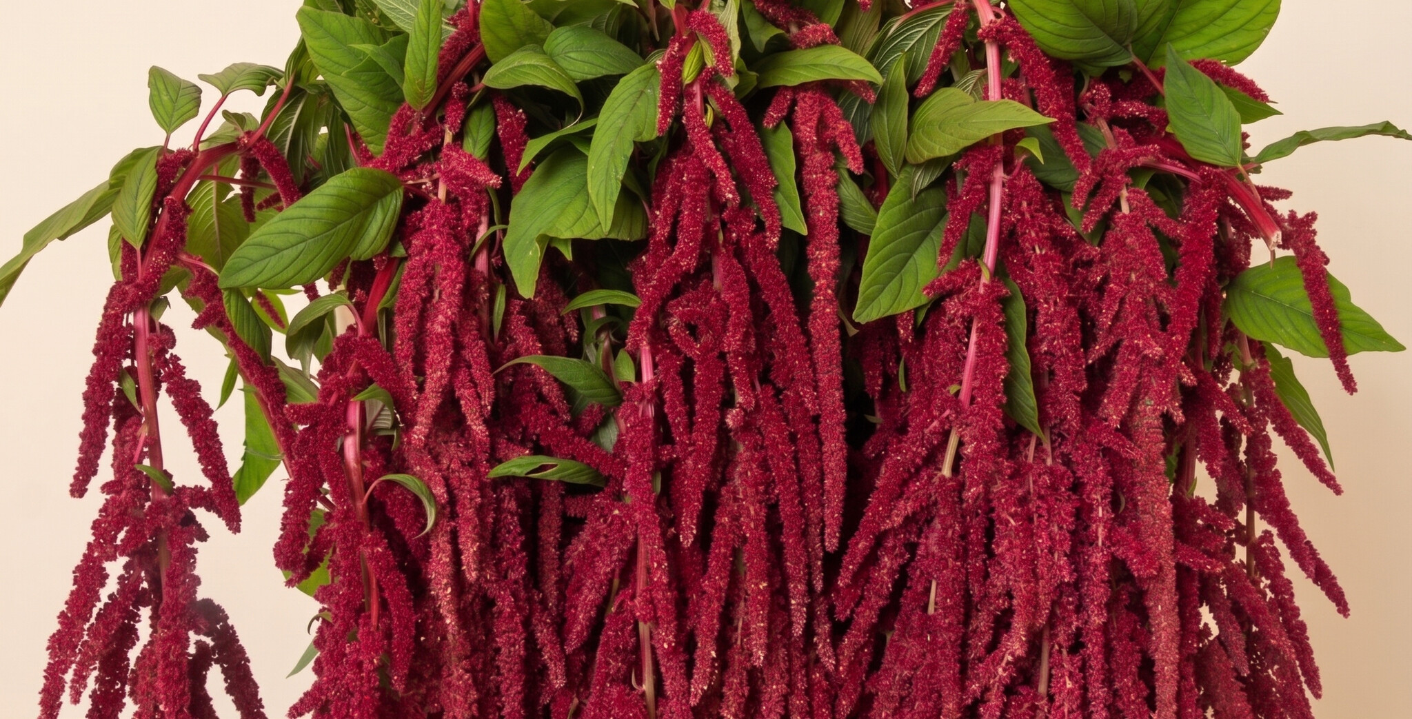 Amaranthus (Amarante) : Cascades Gracieuses | MyFlowers.shop