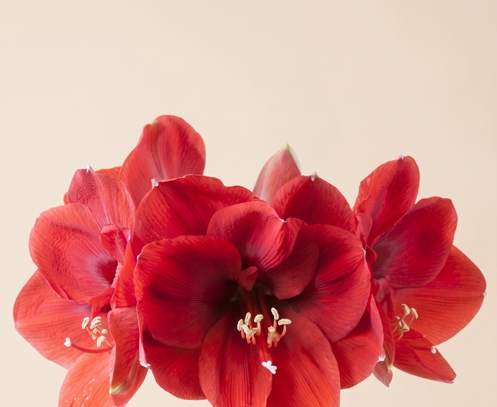 Amaryllis: Vorstelijke Winterbloei | MyFlowers.shop