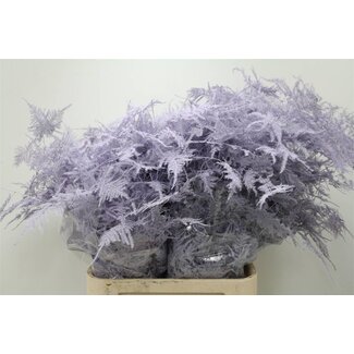 Freshy Long Asparagus | Colour: Milka | Length ± 85 centimetre | Per 50 stems
