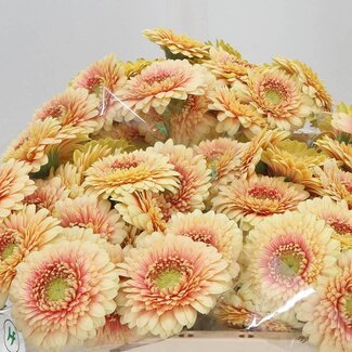 Freshy Gerbera Pomponi Aqua “Bebob” | Farbe: Pink Gelb | Länge ± 50 centimeter | Pro 20 frische Blumen