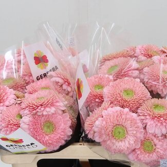 Freshy Gerbera Pomponi Aqua “Panucci” | Farbe: Rosa | Länge ± 50 centimeter | Pro 20 frische Blumen
