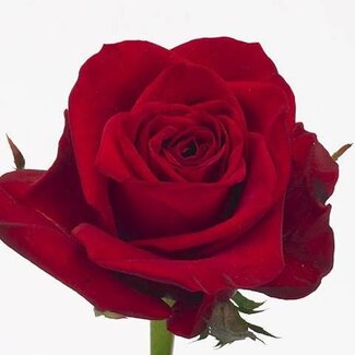 Freshy Rosen “Freedom” | Farbe: Rot | Länge ± 60 centimeter | Pro 25 Rosen