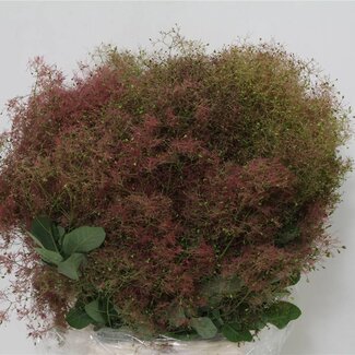 Freshy Cotinus | Farbe: Grün Rot | Länge ± 70 centimeter | Pro 5 Bündel