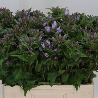Freshy Campanula Glomerata “Emerald” | Farbe: Lila | Länge ± 60 centimeter | Pro 10 Stiele frische Blumen
