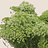 Ammi (Laceflower)