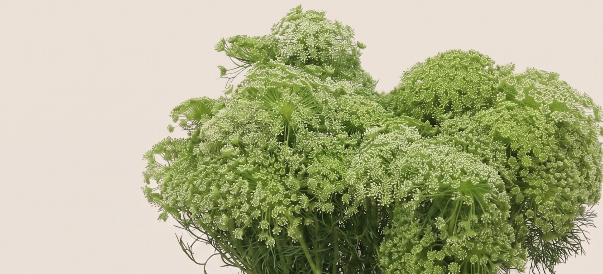 Ammi (Fleur de Dentelle) : Élégance Aérienne | MyFlowers.shop