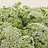 Anethum (Dill)