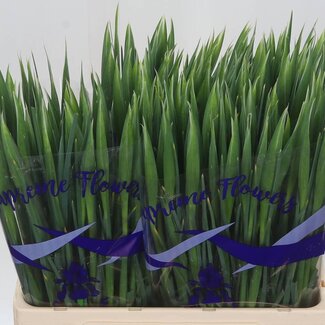 Freshy Iris “Hong Kong” | Farbe: Violett | Länge ± 64 centimeter | Pro 50 Stiele frische Blumen