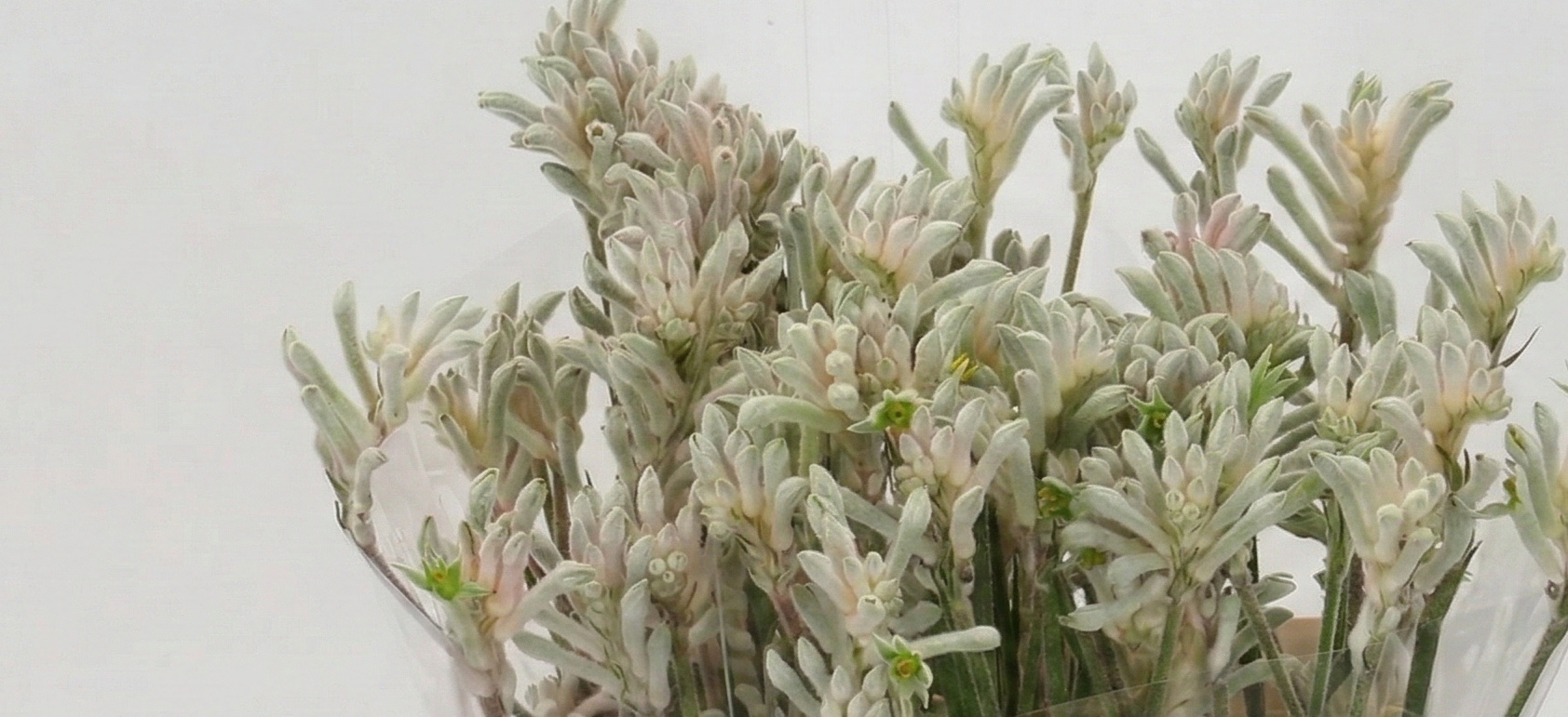 Anigozanthos: Exotische Kangoeroepoot | MyFlowers.shop