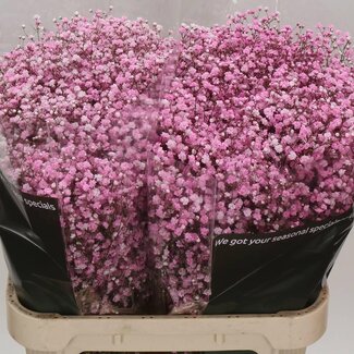 Freshy Gypsophila Schleierkraut “Baby Light Pnk” Farbbehandelt | Farbe: Hellrosa | Länge ± 80 centimeter | Pro 25 Stiele frische Blumen