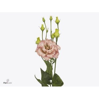 Freshy Eustoma Lisianthus Double “Alissa Light Apricot” | Colour: Pink | Length ± 70 centimeter | Per 10 stems fresh flowers