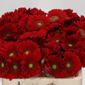 Freshy Gerbera Pomponi Aqua “Phoenix” | Farbe: Rot | Länge ± 50 centimeter | Pro 20 frische Blumen