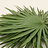 Arecaceae (Palm Leaf)