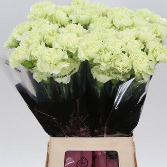 Freshy Lange Anjer “Prado Mint” | Kleur: Groen | Lengte ± 70 centimeter | Per 20 verse bloemen