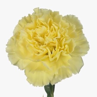 Freshy Lange Anjer “Diletta Geel” | Kleur: Geel | Lengte ± 70 centimeter | Per 20 verse bloemen