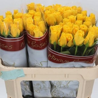 Freshy Rozen “Momentum” | Kleur: Geel | Lengte ± 70 centimeter | Per 20 rozen