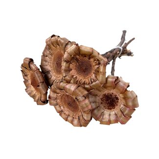 Dutch Dried Getrocknete Protea Neriifolia | Farbe: Natürlich Braun | Protea Trockenblumen | Länge ± 25 centimeter | Pro 5 Stiele