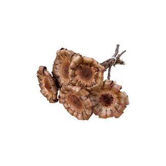 Dutch Dried Gedroogde Protea Neriifolia | Kleur: Natuurlijk Bruin | Protea Droogbloemen | Lengte ± 25 centimeter | Per 5 stelen