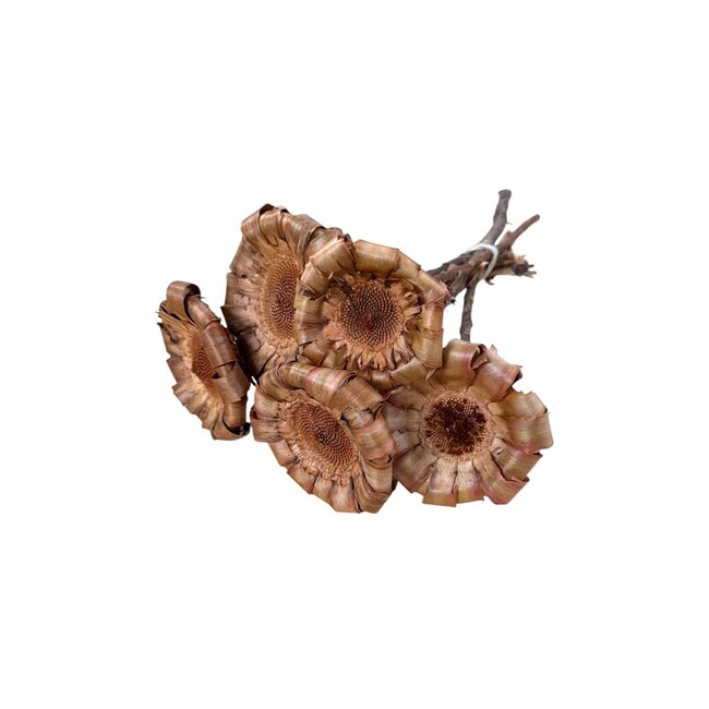Gedroogde Protea Neriifolia | Kleur: Natuurlijk Bruin | Protea Droogbloemen | Lengte ± 25 centimeter | Per 5 stelen