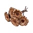 Gedroogde Protea Neriifolia | Kleur: Natuurlijk Bruin | Protea Droogbloemen | Lengte ± 25 centimeter | Per 5 stelen