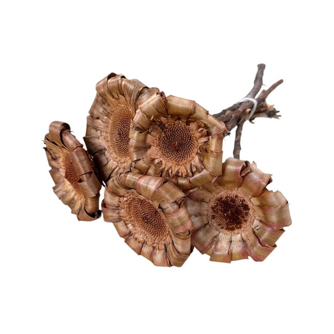 Getrocknete Protea Neriifolia | Farbe: Natuurlijk Braun | Protea Trockenblumen | Länge ± 25 centimeter | Pro 5 Stiele
