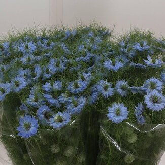 Freshy Nigella D “Sky Blue” | Kleur: Blauw | Lengte ± 75 centimeter | Per 10 stelen verse bloemen