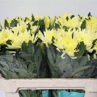 Freshy Deco Chrysanthemum Chrysant “Topspin Geel” | Kleur: Geel | Lengte ± 70 centimeter | Per 10 verse bloemen