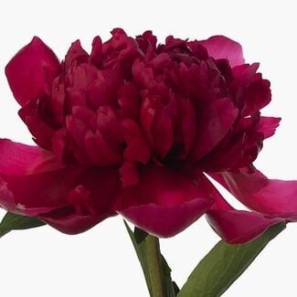 Freshy Paeonia Pioenroos “Belgravia” | Kleur: Paars | Lengte ± 60 centimeter | Per 10 verse pioenrozen
