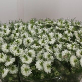 Freshy Nigella D “Mystery White” | Kleur: Wit | Lengte ± 75 centimeter | Per 10 stelen verse bloemen