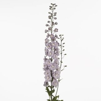 Freshy Delphinium El Dewi “Flaming” | Kleur: Paars | Lengte ± 95 centimeter | Per 10 stelen verse bloemen