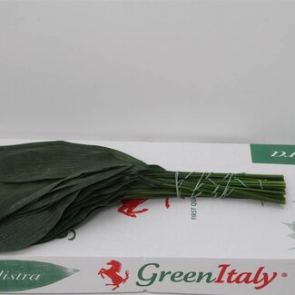 Freshy Aspidistra | Kleur: Groen | Lengte ± 60 centimeter | Per 5 bossen