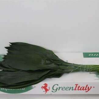 Freshy Aspidistra | Kleur: Groen | Lengte ± 70 centimeter | Per 5 bossen