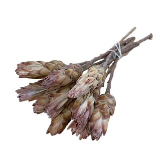 Dutch Dried Gedroogde Protea Compacta | Kleur: Natuurlijk Bruin | Protea Droogbloemen | Lengte ± 30 centimeter | Per 10 stelen