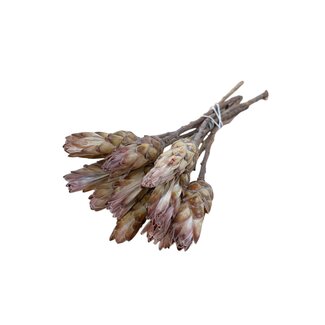 Dutch Dried Gedroogde Protea Compacta | Kleur: Natuurlijk Bruin | Protea Droogbloemen | Lengte ± 30 centimeter | Per 10 stelen