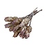 Gedroogde Protea Compacta | Kleur: Natuurlijk Bruin | Protea Droogbloemen | Lengte ± 30 centimeter | Per 10 stelen