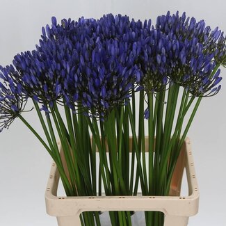 Freshy Agapanthus Uri | Colour: Blue | Length ± 70 centimetre | Per 10 stems fresh flowers