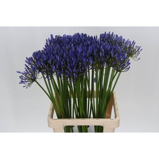 Freshy Agapanthus Uri | Colour: Blue | Length ± 70 centimetre | Per 10 stems fresh flowers